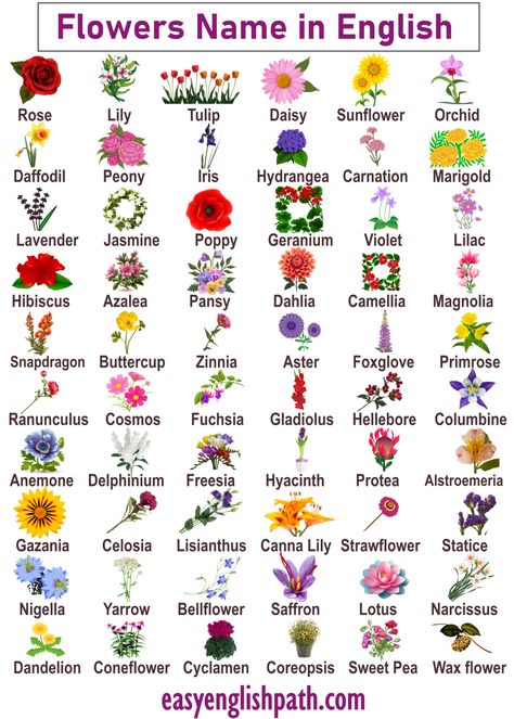 List of All Flowers Name in English with Pictures. A to Z Flowers Name in English All Flowers Name List, Name Of Flowers List, List Of Flowers Names, Flower Language Alphabet Tiktok, Flower Language Tiktok, Names Of Flowers With Pictures, Unique Flower Names, Flowers And Their Names, All Flowers Name