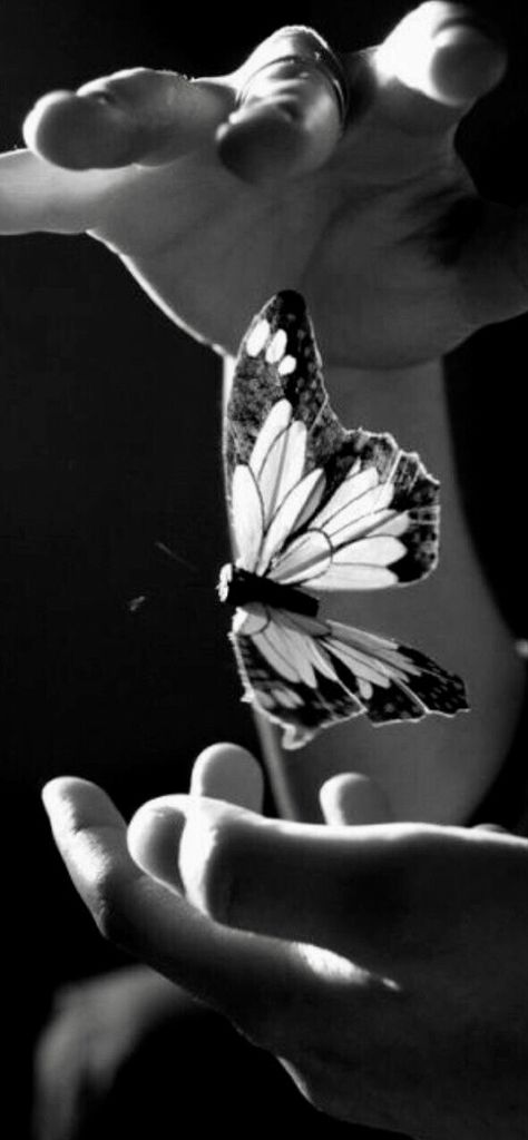 Papillon Butterfly, Foto Art, White Picture, Black White Photos, Black N White, Black And White Pictures, Bw Photo, A Butterfly, Shades Of Grey