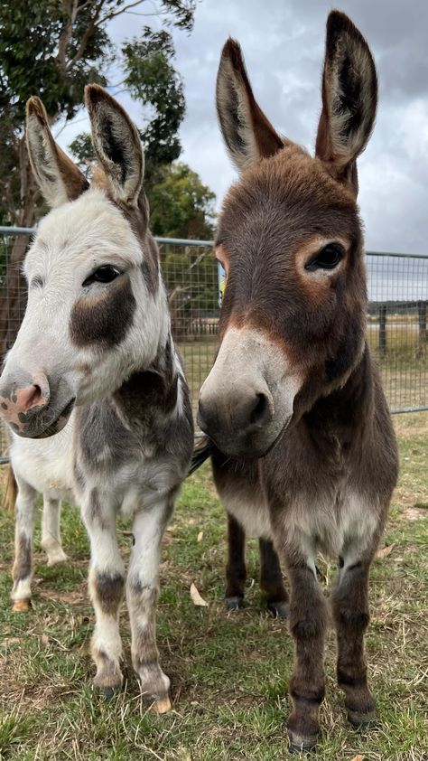 Spotted Donkey, Donkey Cute, Pet Donkey, Mini Donkeys, Mini Donkey, Miniature Donkey, Cute Donkey, 4k Wallpaper For Mobile, Farm Lifestyle