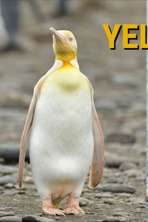 Yellow Penguin, South Georgia Island, Gentoo Penguin, Amazing Birds, Wildlife Photographer, Rare Images, Unusual Things, Yellow Bird, Amazing Pictures