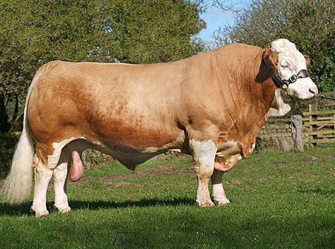 Simmental Cattle, Gado Leiteiro, Breeds Of Cows, Bull Cow, Beef Cattle, Farm Cow, Cattle Ranching, Cattle Farming, Hampi