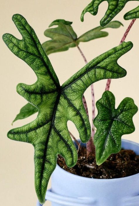 Witchy Houseplants, Colorful House Plants, Rare Alocasia, Alocasia Jacklyn, Silver Plant, Indoor Plant Wall, Alocasia Plant, Plant Wishlist, Green Veins