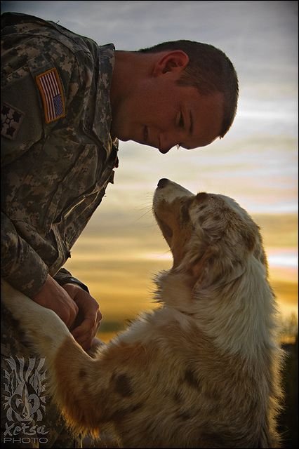 Thank you to the men and women who serve our country and us, and the 4-legged beings who serve us and them. All belong deep in our hearts. Man And His Dog, Military Dogs, Blue Merle, Golden Retrievers, Working Dogs, Baby Dogs, Service Dogs, Australian Shepherd, Mans Best Friend