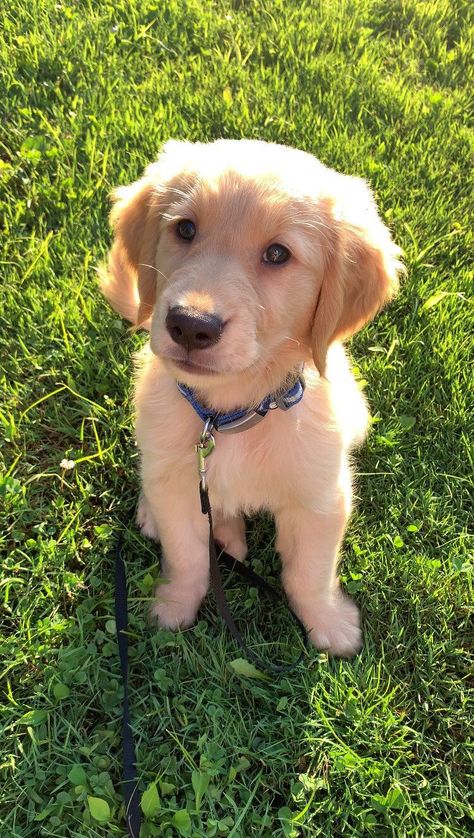 Puppies 🐶 on Twitter: "Awwww So cute puppy ❤️ https://t.co/3ExJP0Nq64" / Twitter Golden Retriever Boy, Golden Retriever Grooming, Cute Dog Wallpaper, Really Cute Puppies, Golden Boy, Really Cute Dogs, Cute Dog Pictures, Golden Retriever Puppy