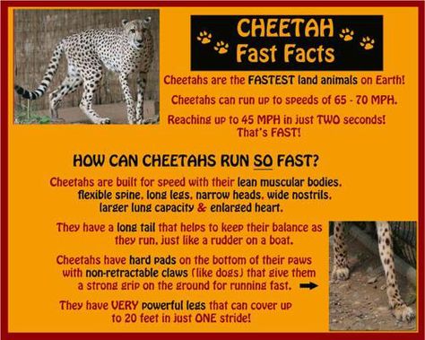 Cheetah Facts  Cheetah Conservation Fund www.cheetah.org Cheetah Facts For Kids, Mammals Activities, Habitat Project, Cat Facts Text, Cheetah Pictures, Habitats Projects, Animal Report, Animal Lessons, Kindergarten Projects