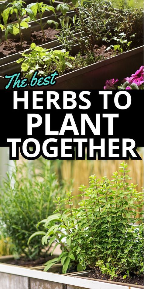 Companion plant your herb garden for optimal growth and flavor with these handy tips on the best herbs to plant together. Certain herbs thrive when paired together. Learn which herb combos enhance each other's growth plus which plants to keep separated. Master the art of companion planting with this guide to the best and worst herb pairings. Herbs To Plant Together, Raised Bed Herb Garden, Herb Companion Planting, Herbs To Plant, Planting Layout, Raised Herb Garden, How To Grow Herbs, Companion Planting Chart, Herb Garden Pots