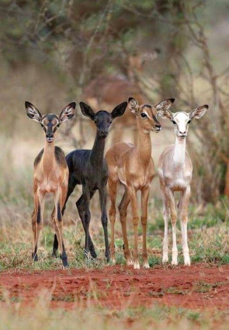 Impala antelope in a variety of colors. They are beautiful, but that’s not why they’re valued. Purposeful breeding of African animals in various color mutations is fueling South Africa’s $1 billion ultra-high-end big-game hunting industry. Manifest Energy, Mutant Animals, Regnul Animal, Cele Mai Drăguțe Animale, Attract Abundance, Animale Rare, Rare Animals, Airbrush Art, Magnetism