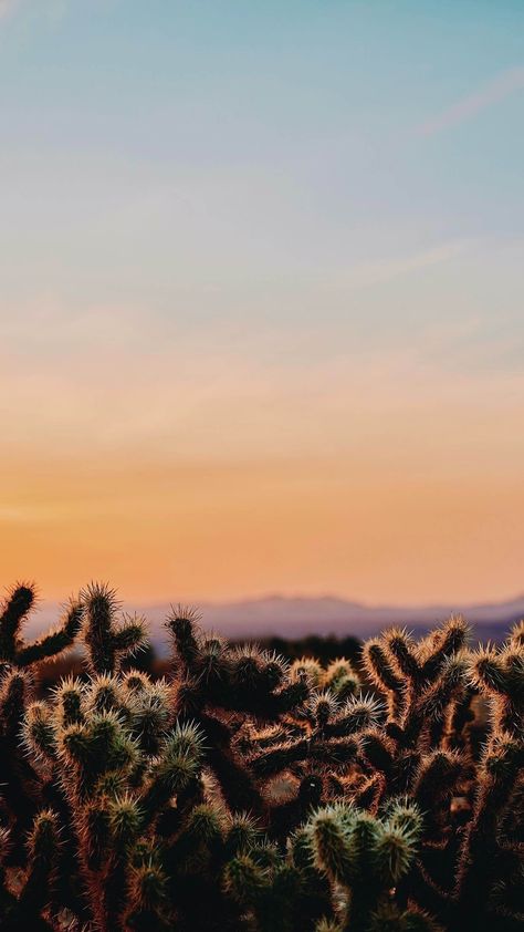 Joshua Tree Wallpaper, Tree Wallpaper Iphone, 4k Wallpaper Iphone, Iconic Wallpaper, Desert Vibes, Ios Wallpapers, Graphic Wallpaper, Wallpaper For Your Phone, Autumn Forest