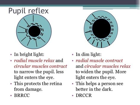 Pupil reflex Optometry School Notes, Optometry Notes, Opthalmic Technician, Eye Medical, Optician Training, Optometry Education, Optometry School, Anatomy Education, Eye Anatomy