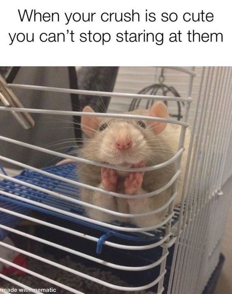 It’s Mouse Day: These Memes Will Change Your Mind About Them - I Can Has Cheezburger? Rattus Rattus, A Rat, Cute Rats, Pet Rats, Hamsters, Funny Animal Pictures, 귀여운 동물, Animal Memes, Cuteness Overload