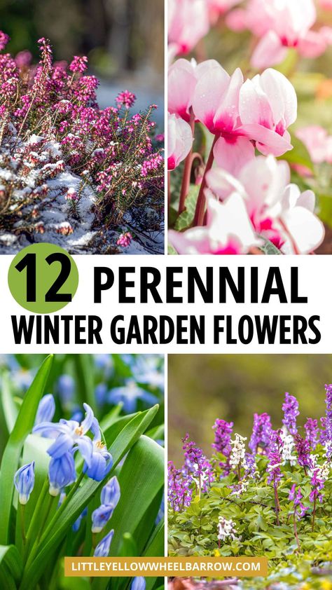 Here are 12 perennials to plant in your garden for flower blooms during the winter! If you want to know the best flowers that bloom during cold weather, we've put the ultimate guide together that will help you know what to plant in your winter garden, how to care for winter perennials, soil preparation, how to water plants in the winter, the best perennial winter flowers depending on USDA growth zones. Learn general care for winter gardens and flowers. Winter Blooming Flowers, Winter Perennials, Cold Weather Flowers, Fall Planting Perennials, Garden Perennials, Garden Companion Planting, Garden Flowers Perennials, Long Blooming Perennials, Drought Tolerant Perennials