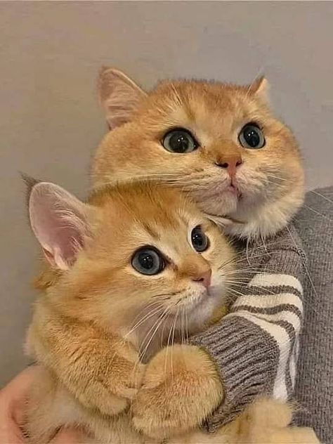 Valentina49 Meme Chat, Funny Cat Wallpaper, Cat Hug, Cute Cat Wallpaper, Cute Cats Photos, Cute Animal Photos, Cute Cats And Kittens, Cute Kittens