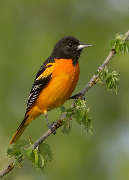 Baltimore Oriole Baltimore Orioles Birds, Mark Manson, Oriole Bird, Baltimore Oriole, Quails, State Birds, Backyard Birds, Exotic Birds, Bird Pictures