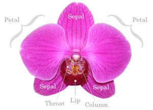 Orchid Parts Anatomy Terms, Funky Plants, Baby Orchid, Flower Anatomy, Phalaenopsis Orchid Care, Flower Orchid, Orchid Roots, Orchid Seeds, Growing Orchids