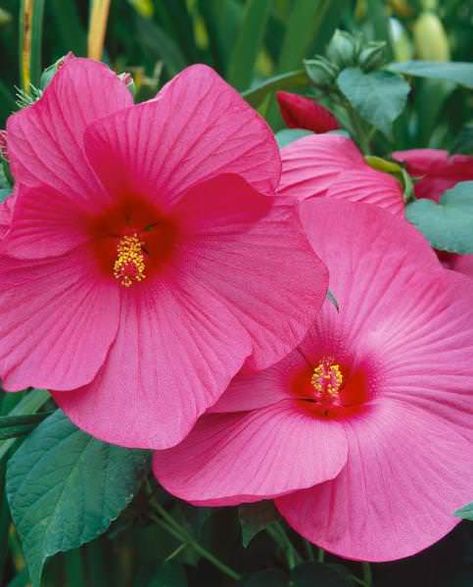 Flowering Hedge, Hibiscus Seeds, Rose Mallow, Bog Garden, Perennial Flower, Zone 5, Giant Flowers, Hardy Perennials, Bird Tree