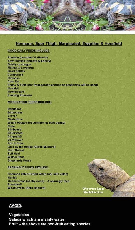 Med tortoise daily, moderation and sparingly feeds. Herman Tortoise, Tortoise Diet, Hermann Tortoise, Russian Tortoise Diet, Tortoise Food, Tortoise Enclosure, Russian Tortoise, Tortoise Care, Tortoise Habitat