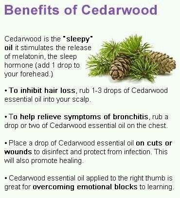 Benefits of cedar wood essential oil Doterra Cedarwood, Essential Oil Remedy, Yl Oils, Essential Oils Herbs, Essential Oils Health, Cedarwood Oil, Yl Essential Oils, Cedarwood Essential Oil, Essential Oil Benefits