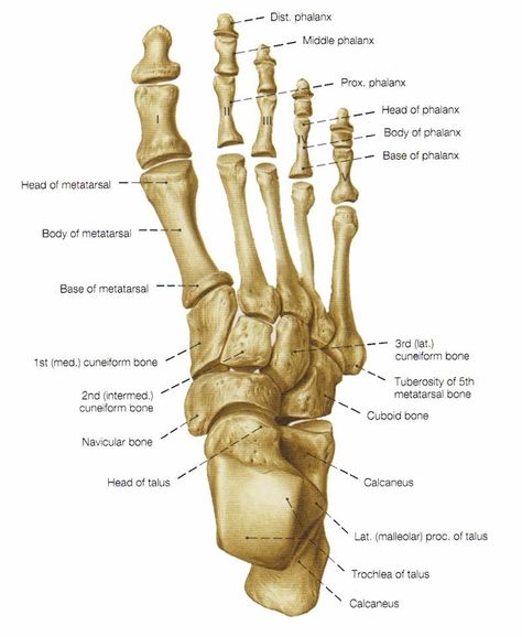 Foot bones Nerves In Leg, Human Anatomy Picture, Joints Anatomy, Foot Anatomy, Anatomy Bones, Gross Anatomy, Anatomy Lessons, Human Body Anatomy, Anatomy Tutorial