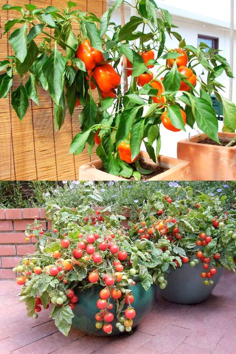 35 creative container vegetable garden ideas such as beautiful planters, vertical gardening, DIY pots, grow bags, & transforming recycled gallon buckets! - A Piece of Rainbow, backyard, garden, vegetable gardening ideas, small space tips, grow your own food, homestead, homesteading, spring, summer, edible garden, landscaping Vertical Gardening Diy, Container Vegetable Garden Ideas, Backyard Garden Vegetable, Container Vegetable Garden, Beautiful Planters, Vertical Pallet Garden, Backyard Food, Vegetable Gardening Ideas, Container Vegetables