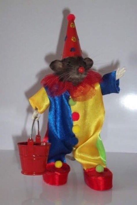 Rattus Rattus, Clowncore Aesthetic, Clown Outfit, Clown Stuff, Funny Rats, Hype House, Cute Clown, Funny Reaction, Cute Rats