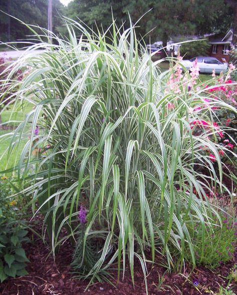 Japanese silver Grass Ornamental Grasses For Shade, Amazing Landscaping Ideas, Front Yard Flowers, Winter Gardening, Gardening Zones, Gothic Garden, Grasses Landscaping, Easy Care Plants, Sun Plants