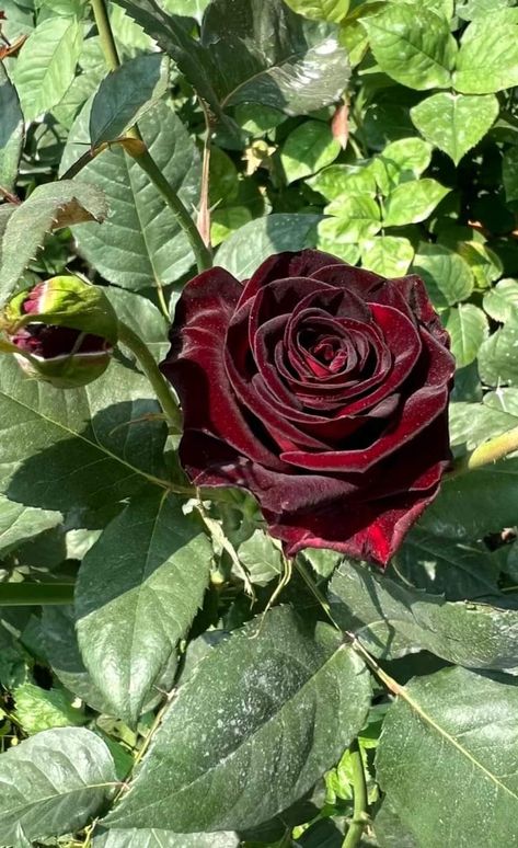 Black Baccara Black Bacarra Roses, Flor Aesthetic, Black Baccara Roses, Black Baccara, Black And Red Roses, Black Rose Flower, Goth Garden, Gothic Garden, Earth Gift