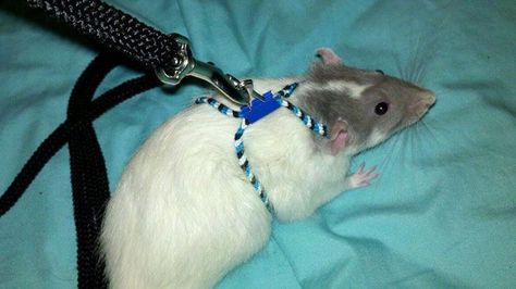 http://ift.tt/2pe3BiX Rat Harness, Diy Rat Toys, Pet Accessories Diy, Hairless Rat, Rat Care, Dumbo Rat, Baby Rats, Rat Toys, Pet Rat