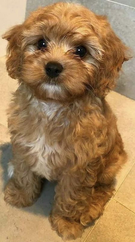 Toy Cavoodle Puppies, Toy Cavapoo Full Grown, Cavapoo Puppy Haircut, Teddy Bear Cut Cavapoo, Cavapoo Haircut, Cavapoo Grooming, Cavapoo Full Grown, Cava Poo, Toy Cavapoo