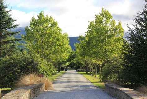 PLATANUS acerifolia - London Plane Tree | Easy Big Trees | NZ Tree Gardens, London Plane Tree, London Plane, Plane Tree, Big Trees, Street Trees, Big Tree, Garden Trees, Trees To Plant