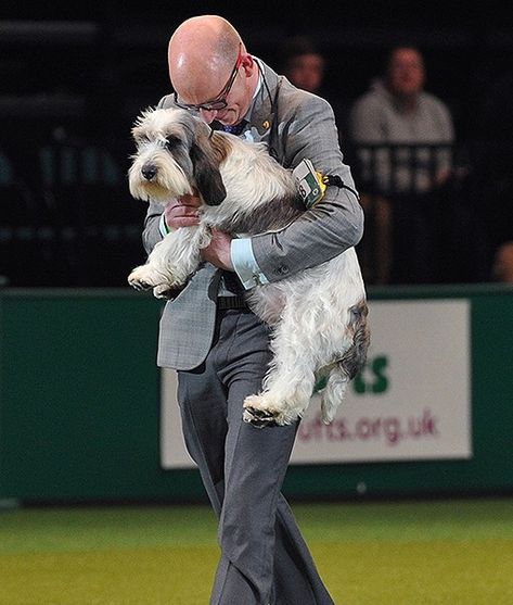 Pbgv Dog, Really Big Dogs, Nice Dogs, Unusual Dog Breeds, Fear Of Dogs, Basset Griffon, Petit Basset Griffon Vendeen, Griffon Dog, Mood Bored