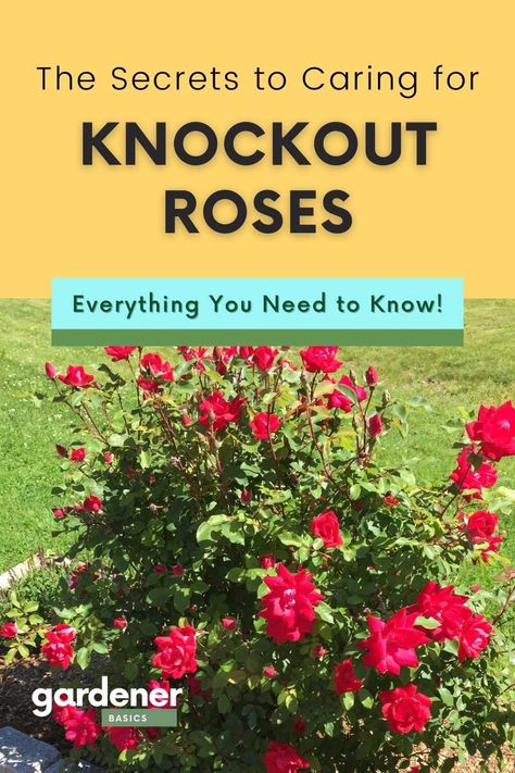 Knockout Roses Care, Pruning Knockout Roses, Double Knockout Roses, Peony Care, Gardening Herbs, Rose Fertilizer, Knockout Roses, Herbs Plants, Outside Plants