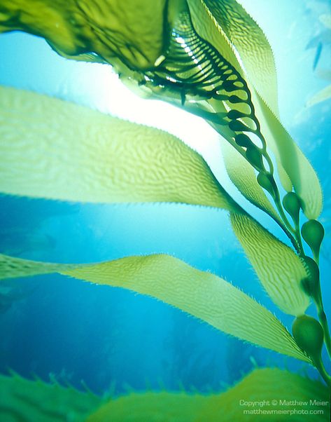 Giant Kelp (Macrocystis pyrifera) | Matthew Meier Photography Santa Cruz Island, Underwater Plants, Blue Dolphin, Channel Islands National Park, Kelp Forest, Sea Plants, Sea Kelp, Underwater Art, Forest Photos