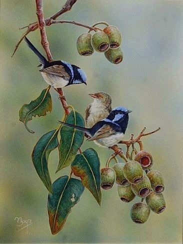 Australian Painting, Bird Artists, Australian Painters, Australian Flowers, Australian Native Flowers, Australian Birds, Bird Painting, Bird Drawings, Watercolor Bird