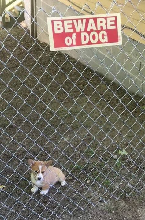 Beware Of The Dog, Cute Animal Memes, Beware Of Dog, Baby Animals Funny, Funny Animal Memes, Funny Animal Pictures, Dog Memes, Funny Animal, Animal Memes