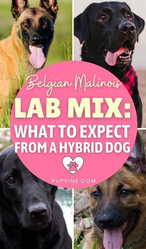 There’s a good chance that you fall into the category of people who are comfortable with the idea of mixed breeds, and you want to know more about this curious mix of the Belgian Malinois and the Labrador Retriever. Labrador Mixed Breeds, Lab Mastiff Mix Dog, Lab Border Collie Mix Dogs, Mahogany Belgian Malinois, Black Lab Mix, Lab Mix Puppies, Belgian Malinois Puppies, Belgian Malinois Mix Labrador, Mixed Breed Puppies