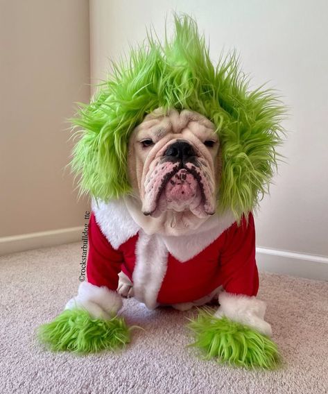 Grinch Dog Costume Diy, Dog Christmas Costumes Diy, Dog Grinch Costume, Christmas Dog Ideas, Willow Outfits, Dog Treats Christmas, Hot Dog Dog, Funny Dog Costumes, Grinch Dog