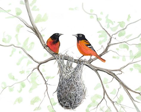 Pride of Maryland Giclée $75, IS; 8 x 10 ins. #pbuckleymoss #patbuckleymoss #mossart #numberedprint #americanartist #femaleartist #baltimoreoriole #orioles #nest #marylandbird #birds #bird Nest Illustration, Nature Creatures, Baltimore Oriole, Mural Ideas, Moss Art, Thread Painting, Limited Edition Art Print, Watercolor Bird, Bird Nest