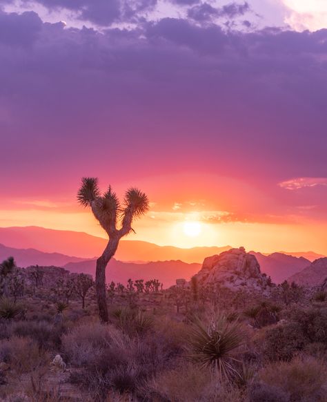 Joshua Tree Wallpaper, Joshua Tree Sunset, Tree Wallpaper Iphone, Rock Plants, Mobile Screensaver, Iphone11 Pro, Free Iphone Wallpaper, American Road Trip, Best Iphone Wallpapers