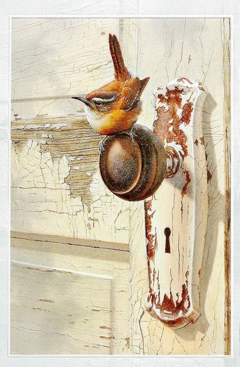 Carolina Wren, Bird Nests, Bird Watercolor Paintings, Bird Artwork, Bird Drawings, Watercolor Bird, Door Knob, Diy Art Painting, Wildlife Art