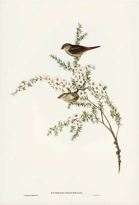 Vintage Bird Illustration, John Gould, Birds Of Australia, Floral Cards Design, Retro Posters, Free Illustration Images, Most Beautiful Birds, Australian Birds, Nautical Art