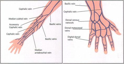 Good diagram of the locations of the hand and arm veins. Good reference tool. Arm Vein, Iv Insertion, Phlebotomy Study, Arm Veins, Hand Veins, Iv Line, Blood Components, Hand Anatomy, Nursing Study Guide