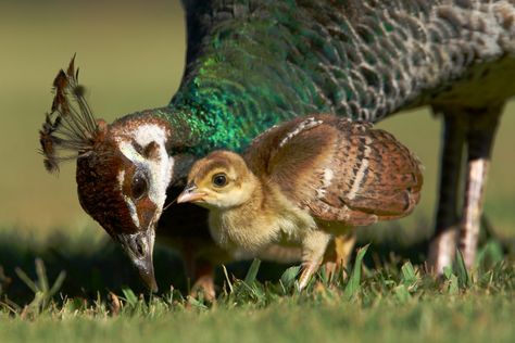 Peacock family | Los Angeles County Arboretum & Botanic Gard… | Phátography | Flickr Peacock And Peahen, Animal Studies, Peacock Pictures, Baby Birds, Peacock Painting, Charles Darwin, Exotic Birds, Pretty Birds, Colorful Birds