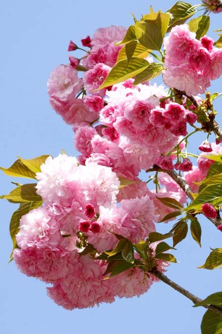 Kwanzan cherry blossoms. I hope to have one of these trees in my garden one day. Cherry Tree Garden, Cherry Tree Tattoos, Ornamental Cherry, Palm Tree Photography, Flowering Cherry Tree, Tree Mural, Tree Garden, Spring Tree, Pink Trees