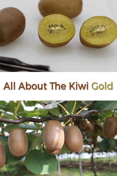 Yellow Kiwi, Kiwi Benefits, Golden Kiwi, Easy Lemon Curd, Kiwi Berries, Fruit Benefits, Chocolate Bread, New Fruit, Taste Test