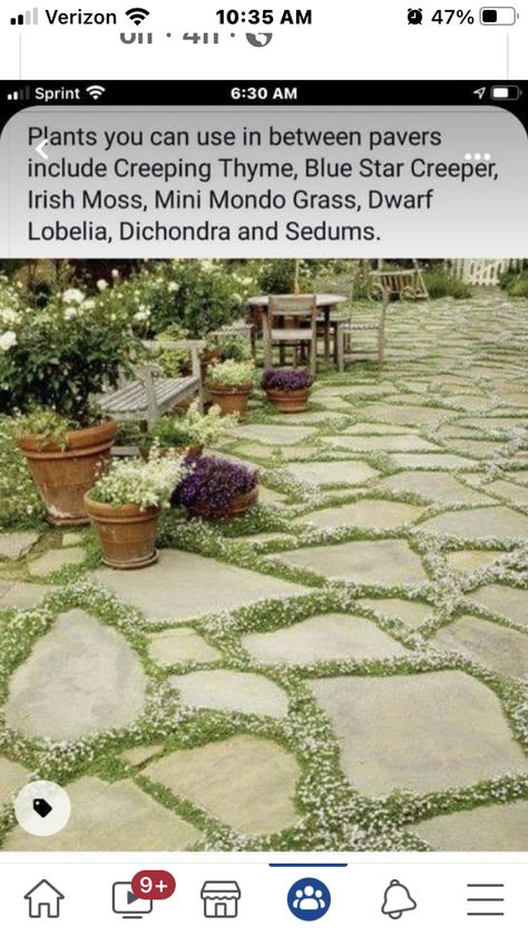 Checkered Grass And Stone, Paver Garden Path, Flower Bed Barrier Ideas, Slate Pathway, Checkered Paver Patio, Paver Patio With Grass In Between, Backyard Stepping Stones, Front Lawn Ideas, Moss Lawn