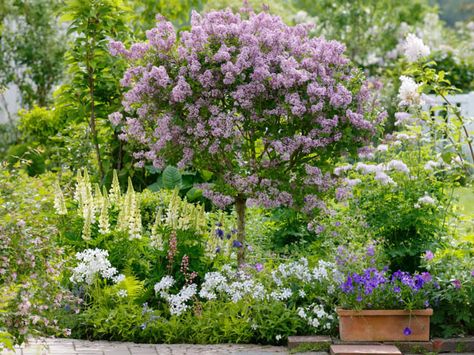 Syringa Meyeri 'Palibin', Lilac 'Palibin', Meyer Lilac 'Palibin', Dwarf Korean Lilac, Pink Lilac, Purple lilac Korean Lilac Tree, Lilac Tree, Coastal Gardens, Ornamental Trees, Traditional Garden, Plant Combinations, Garden Borders, Garden Cottage, Small Gardens