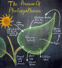 The process of photosynthesis ~ chalkboard drawing (image only) Waldorf Learning, Botanical Studies, Chalkboard Drawing, Waldorf Teaching, 7th Grade Science, Form Drawing, Chalkboard Drawings, 6th Grade Science, Waldorf School