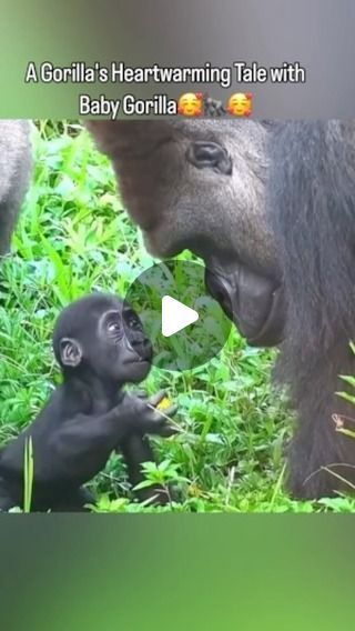 Funny Gorilla Videos, Funny Giraffe Pictures, Funny Baby Animals, Gorilla Video, Big Gorilla, Gorilla Funny, Gorilla Gorilla, Baby Gorilla, Exotic Mammals