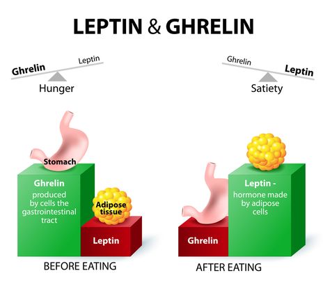 <span class="entry-title">Huntington’s Patients, with Disease and Premanifest, Show Similar Metabolic Profile</span><span class="entry-subtitle">Small cohort study differs from previous research in findings of no abnormalities</span> Leptin And Ghrelin, Fat Loss Food Plan, Adipose Tissue, Thyroid Hormone, Growth Hormone, 500 Calories, Fat Loss Workout, Boost Metabolism, Belly Fat Loss