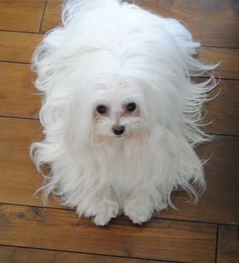 Maltese with long hair Maltese Dogs Haircuts, Maltese Breed, Maltese Terrier, Maltese Puppies, Dog Haircuts, Maltese Dog, Maltese Puppy, Maltese Dogs, Dog Rules